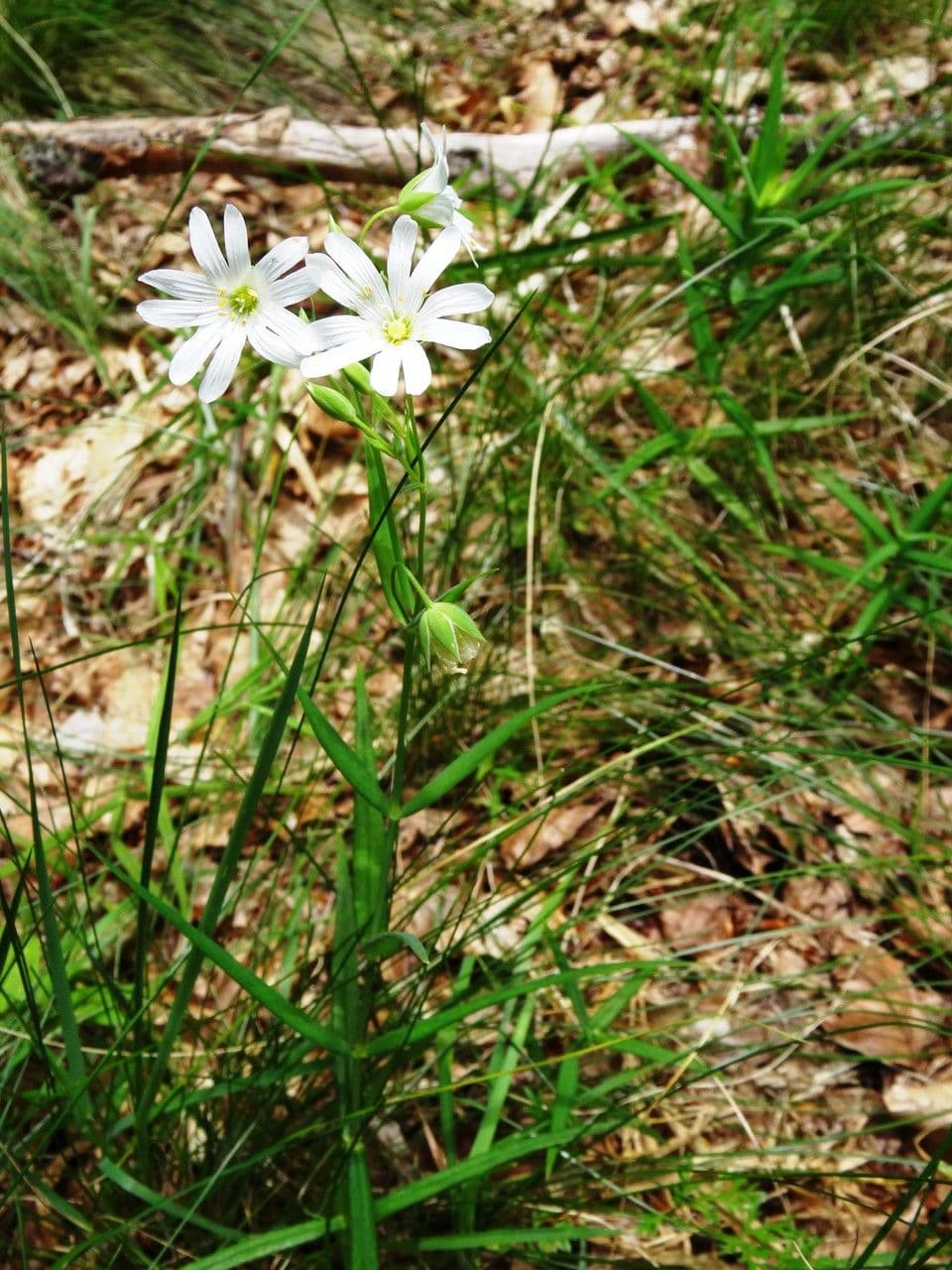 Echte Sternmiere 12