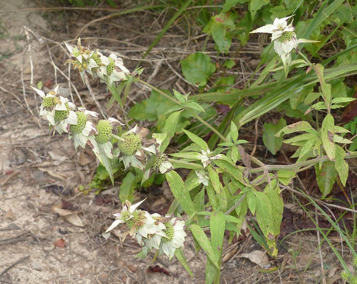 Gefleckte Monarde 10