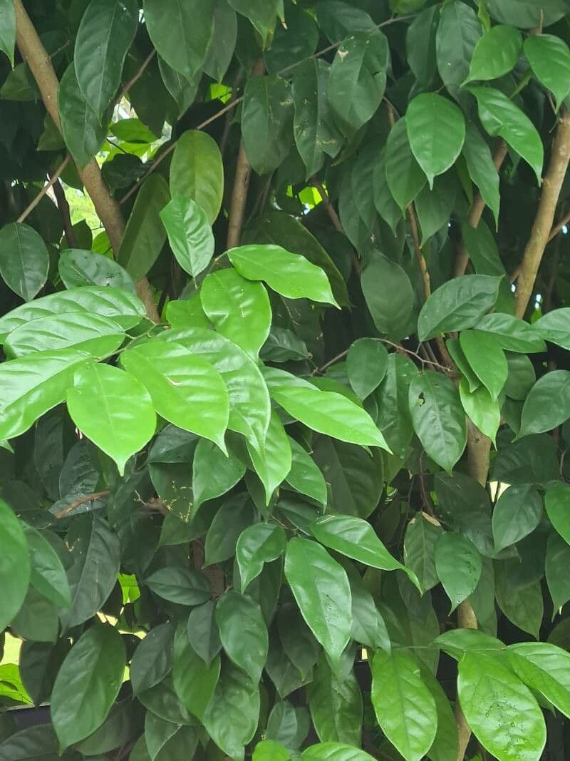 Baphia nitida 7