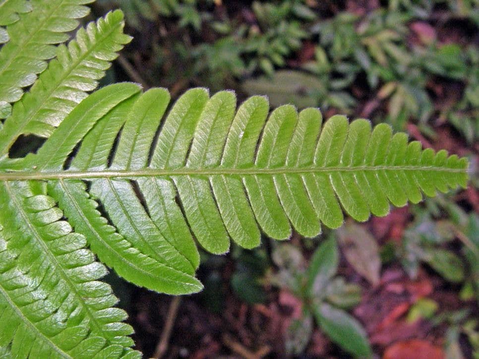 Thelypteris decussata 4