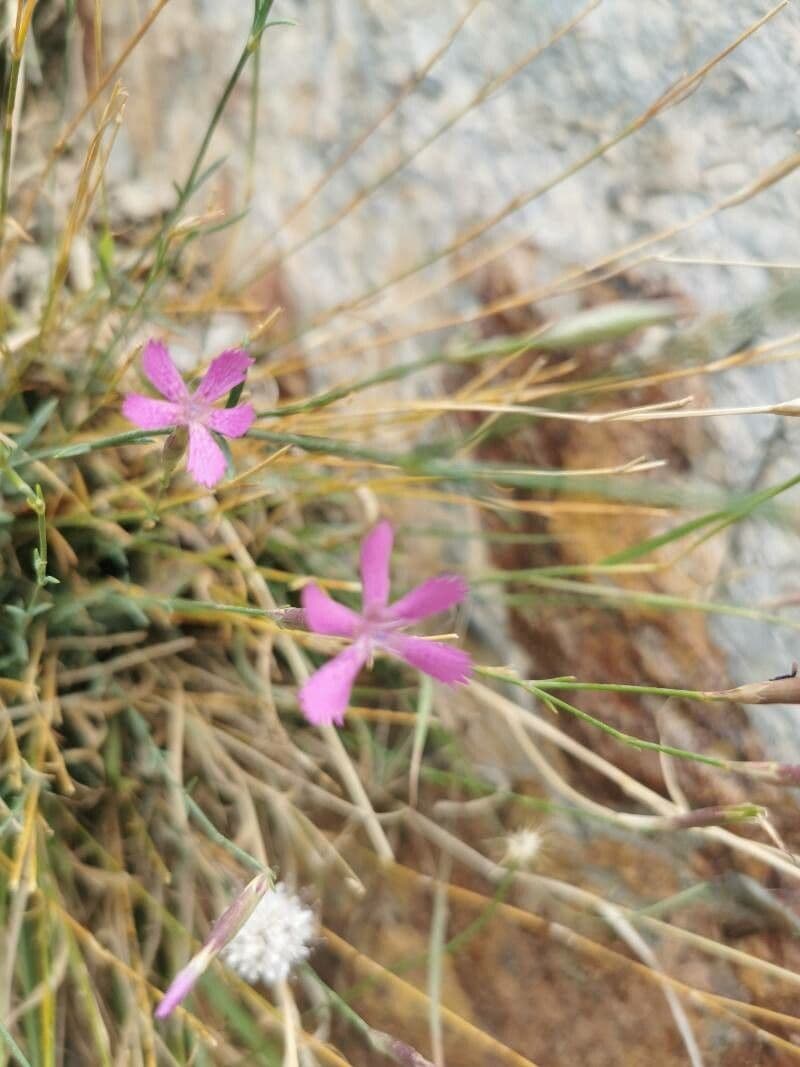 Dianthus 5