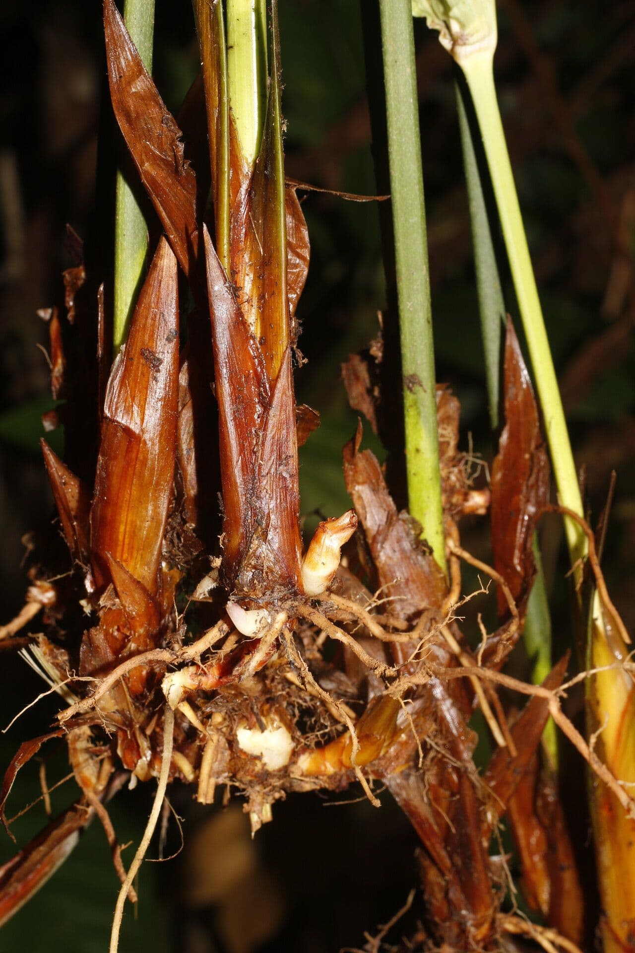 Mapania