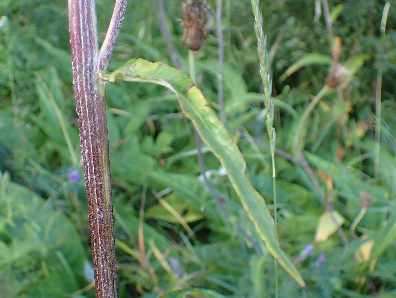 Cardo eterofillo 4