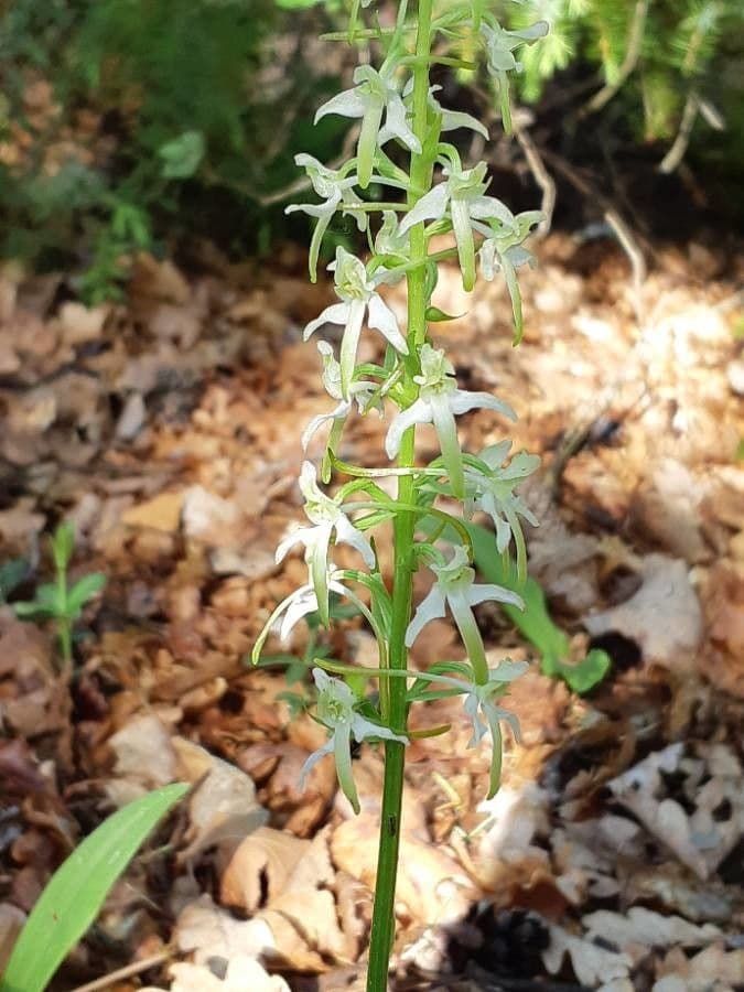Zweiblättrige Waldhyazinthe 20