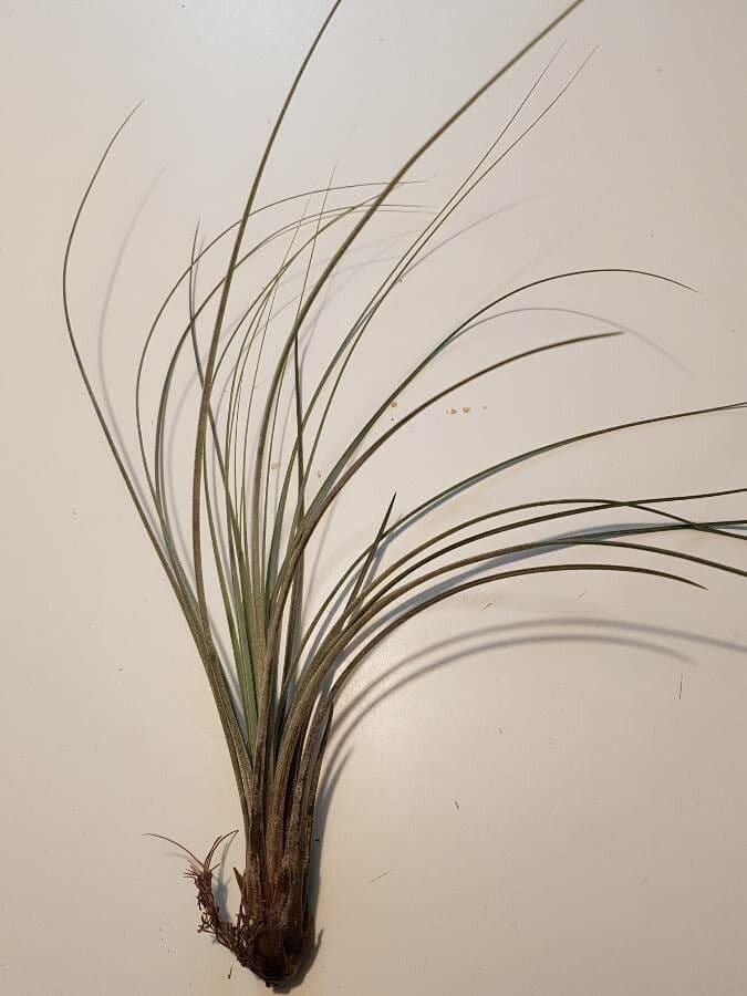 Tillandsia juncea 20