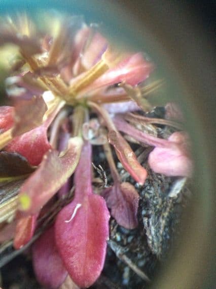 Cochlearia groenlandica 3