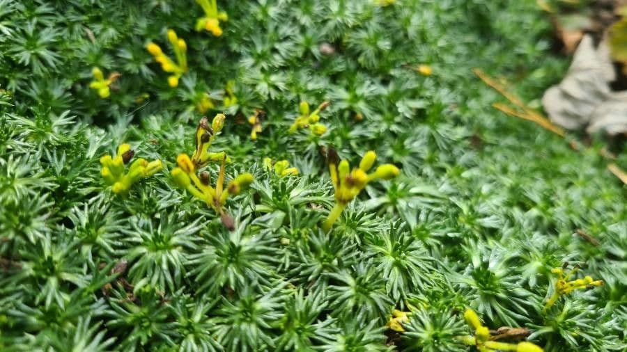 Azorella 2