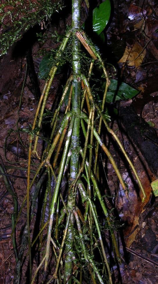 Chamaedorea 6