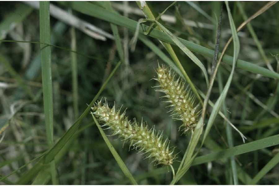 Bailey's sedge