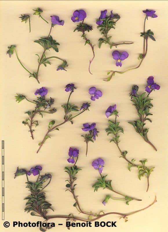 Viola 14