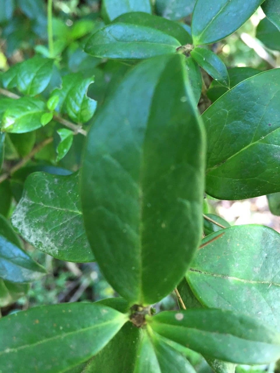 Archidasyphyllum 9