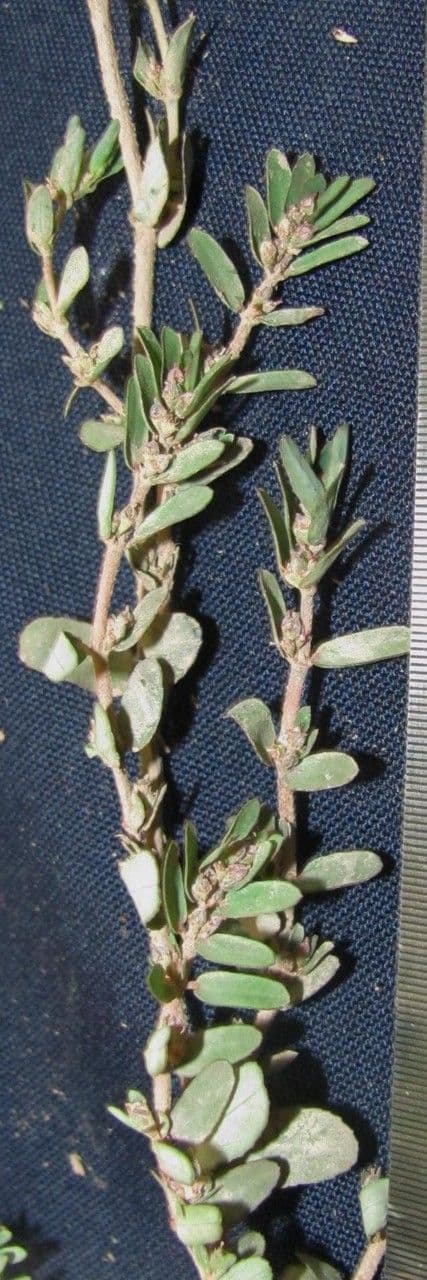Euforbia timo 14
