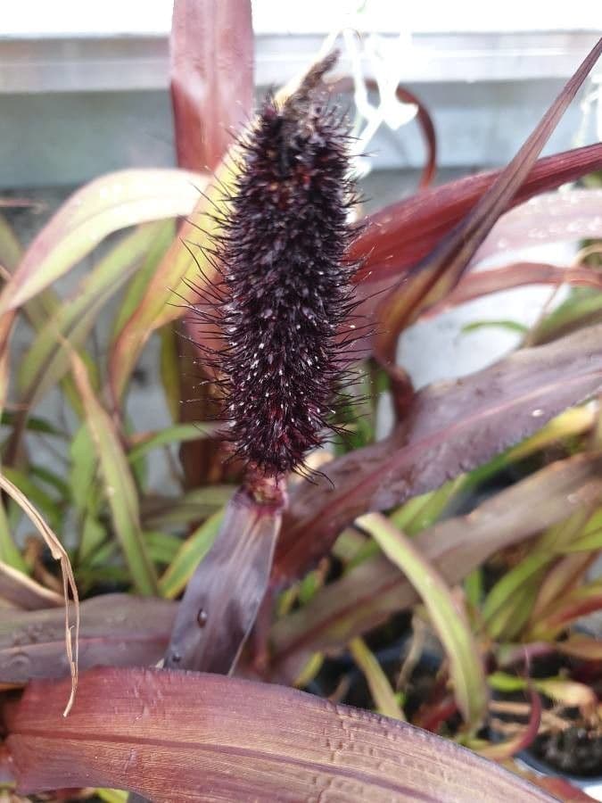 Perlhirse 6