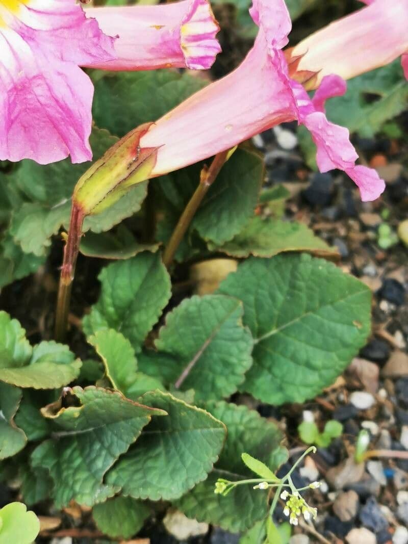 Incarvillea 3