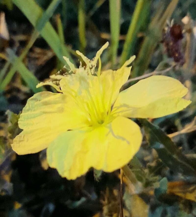 Onagre à fleurs longues 2