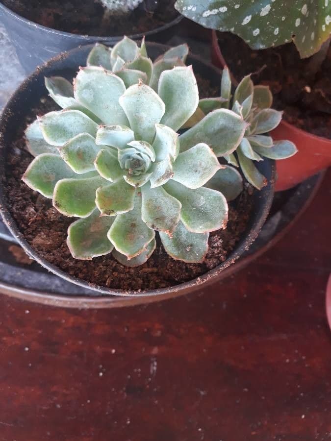 Echeveria