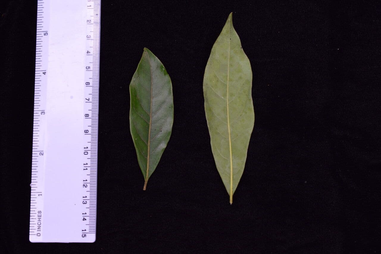 Dodecadenia 10