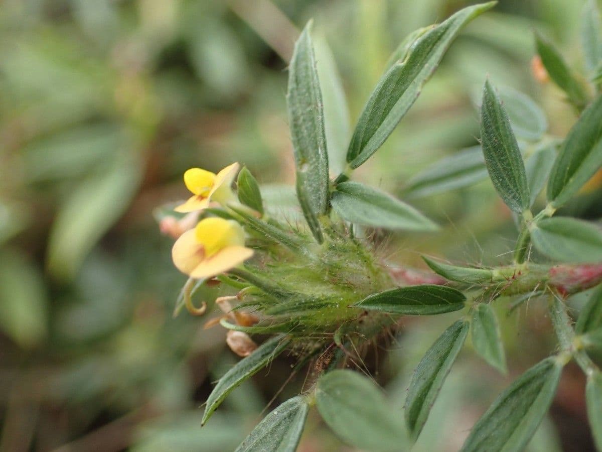 Strauchige Bleistiftblume 2