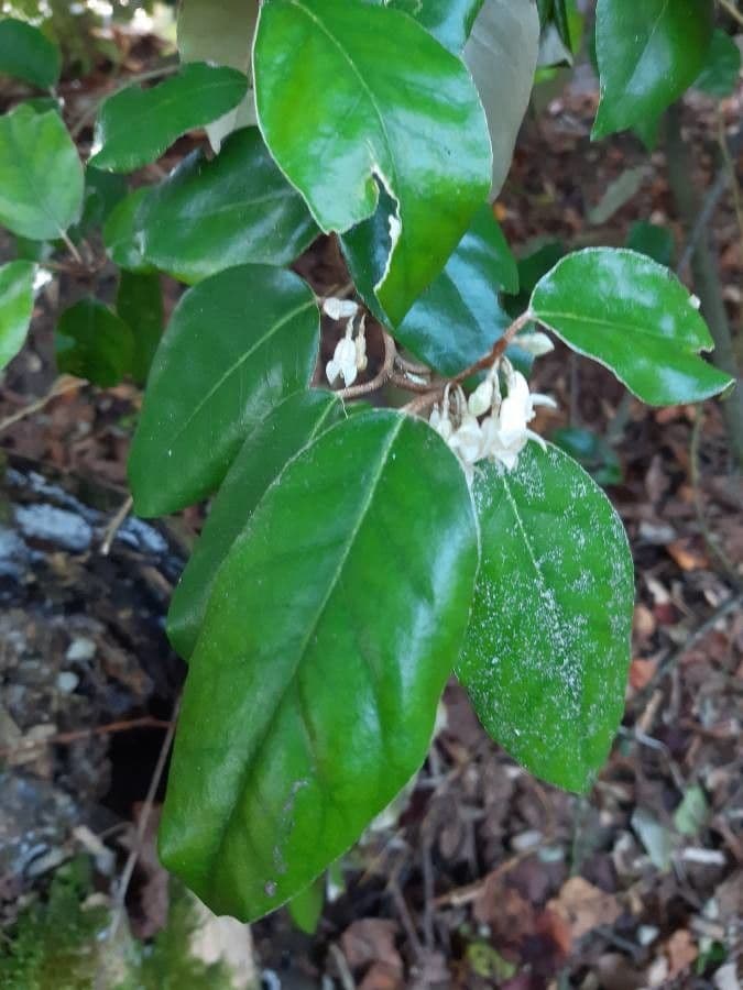 Elaeagnus 8