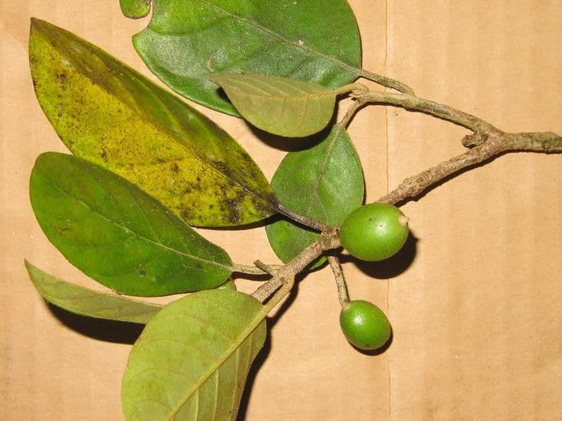 Siparuna