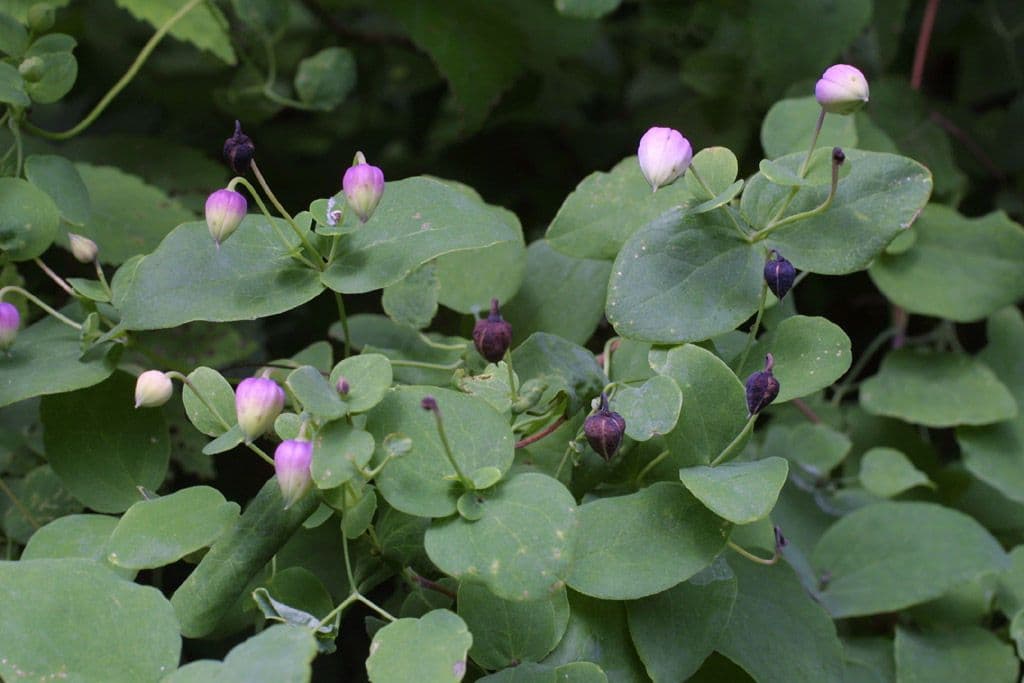Clematide coriacea 11