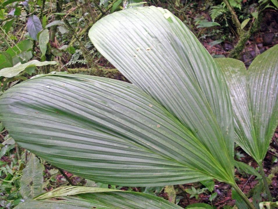 Asplundia 5