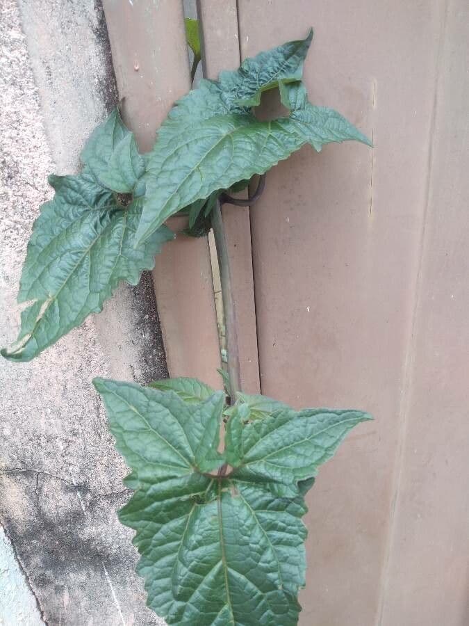 Mikania scandens 14