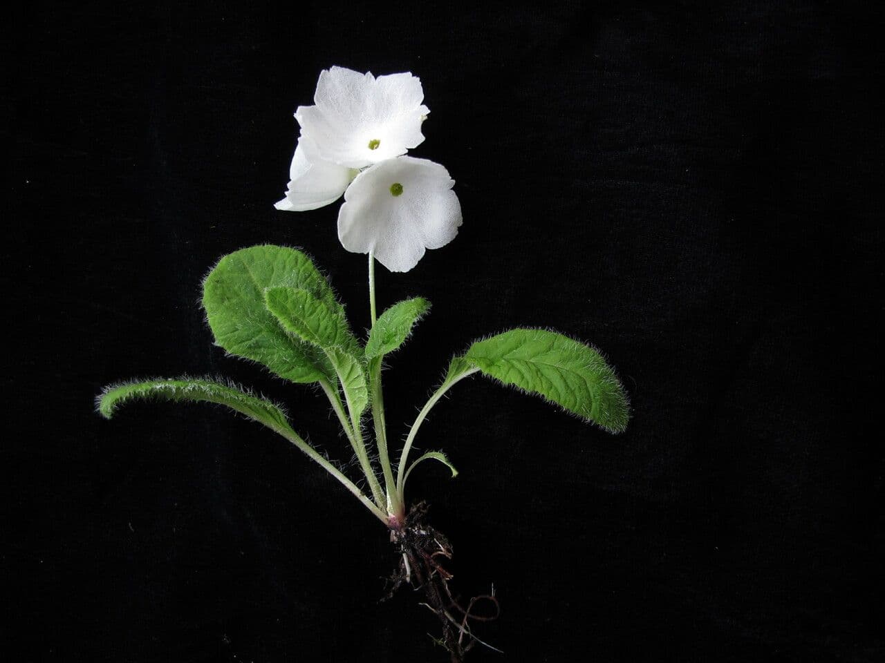 Primula 7