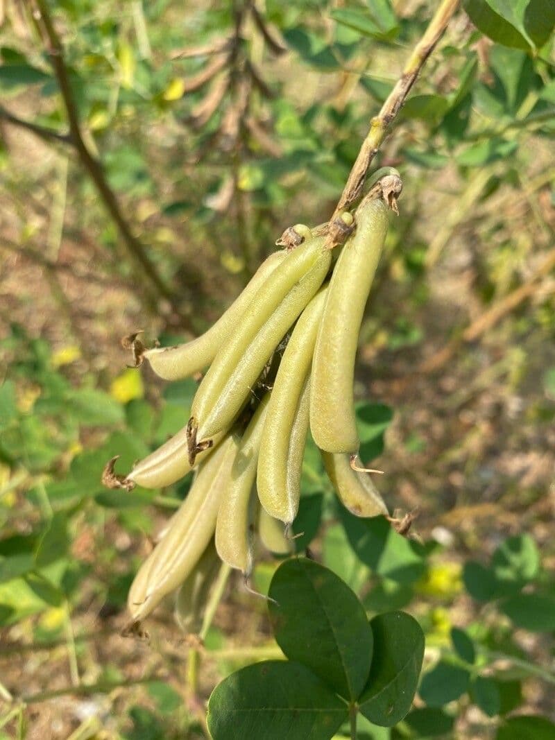 Crotalaria