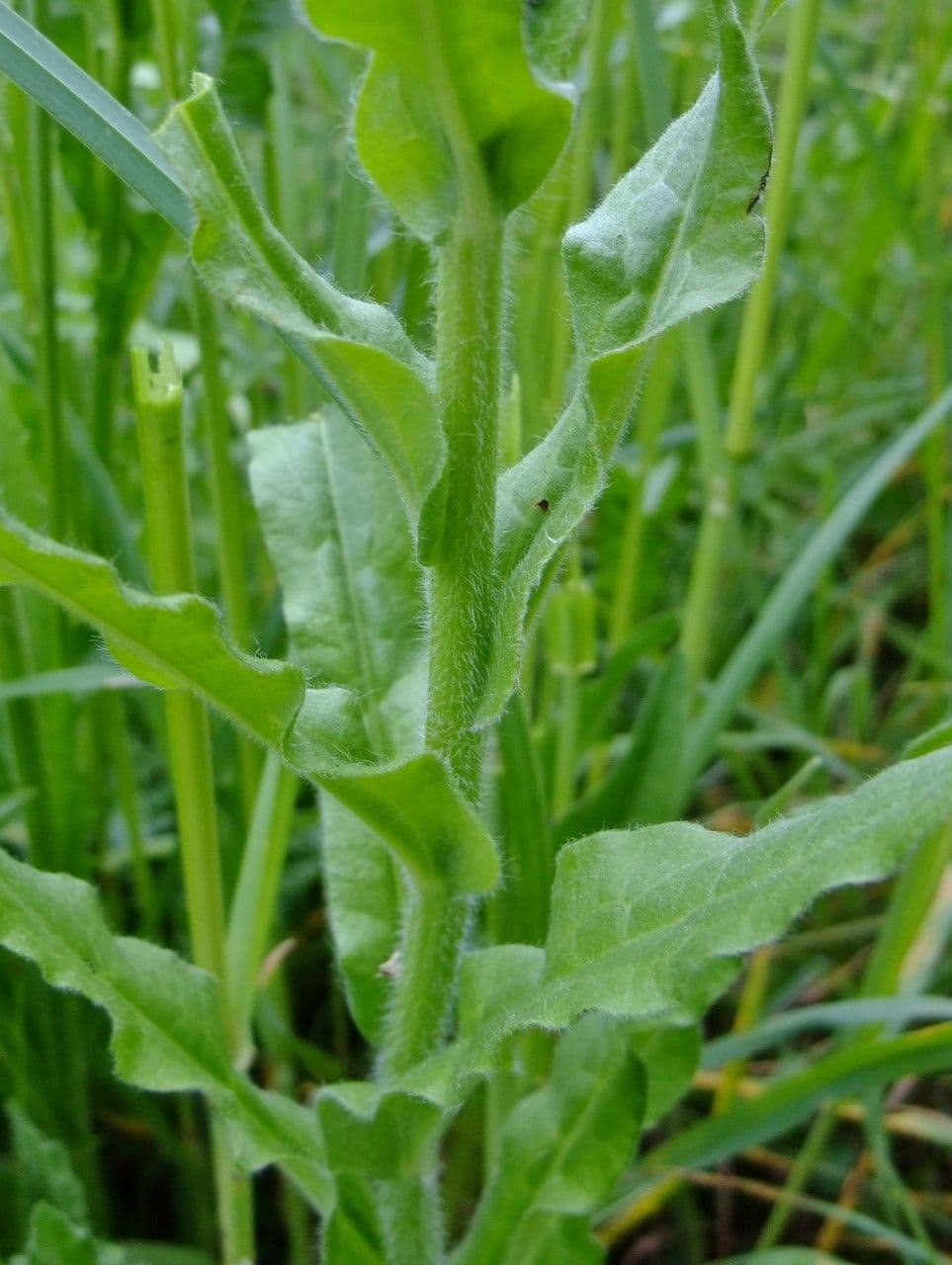 Cinoglosa 28