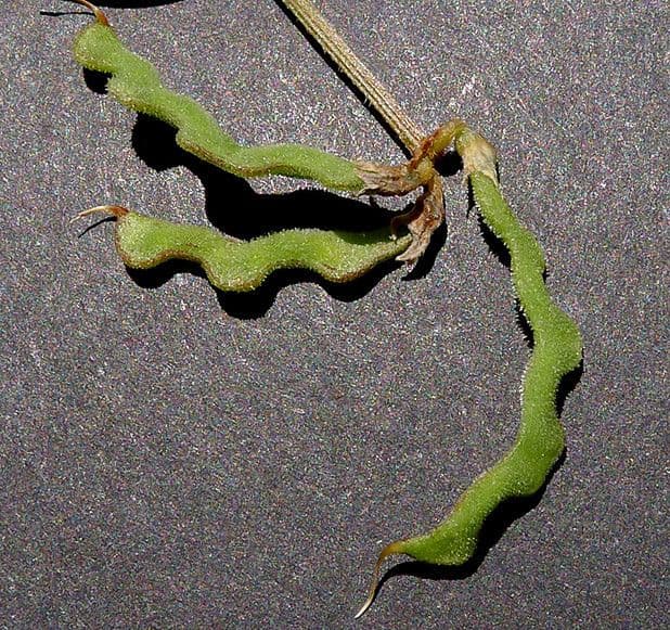 Hippocrepis 5
