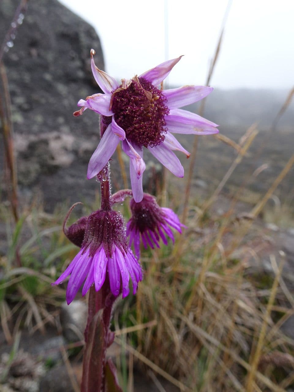 Senecio