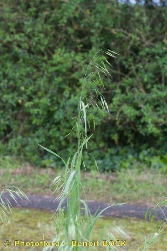 Bromus japonicus 6