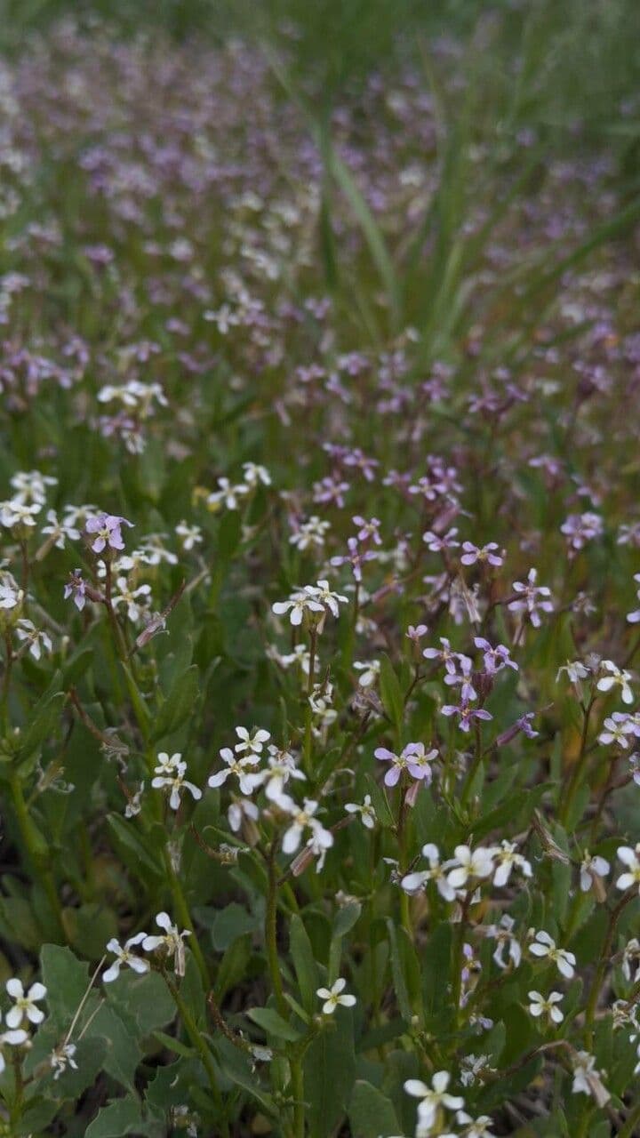 Chorispora 5