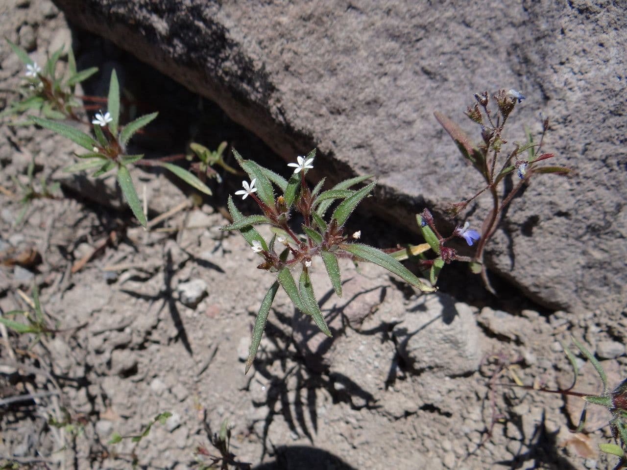 Collomia tintoria 2