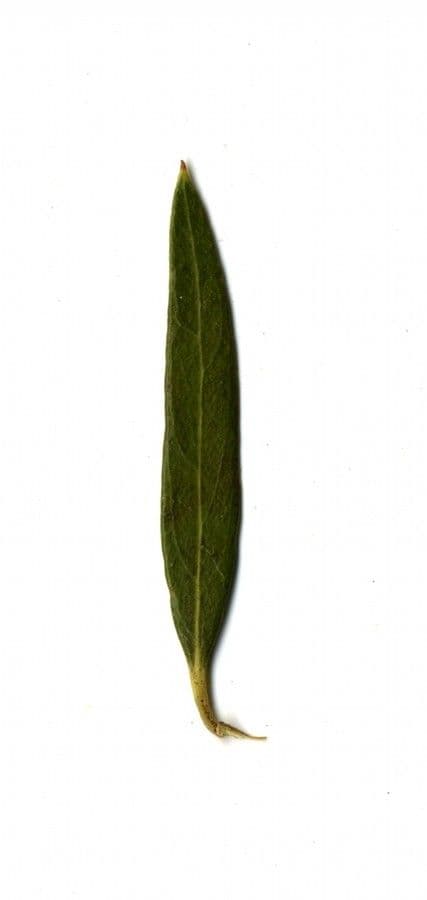 Schmalblättrige Steinlinde 28