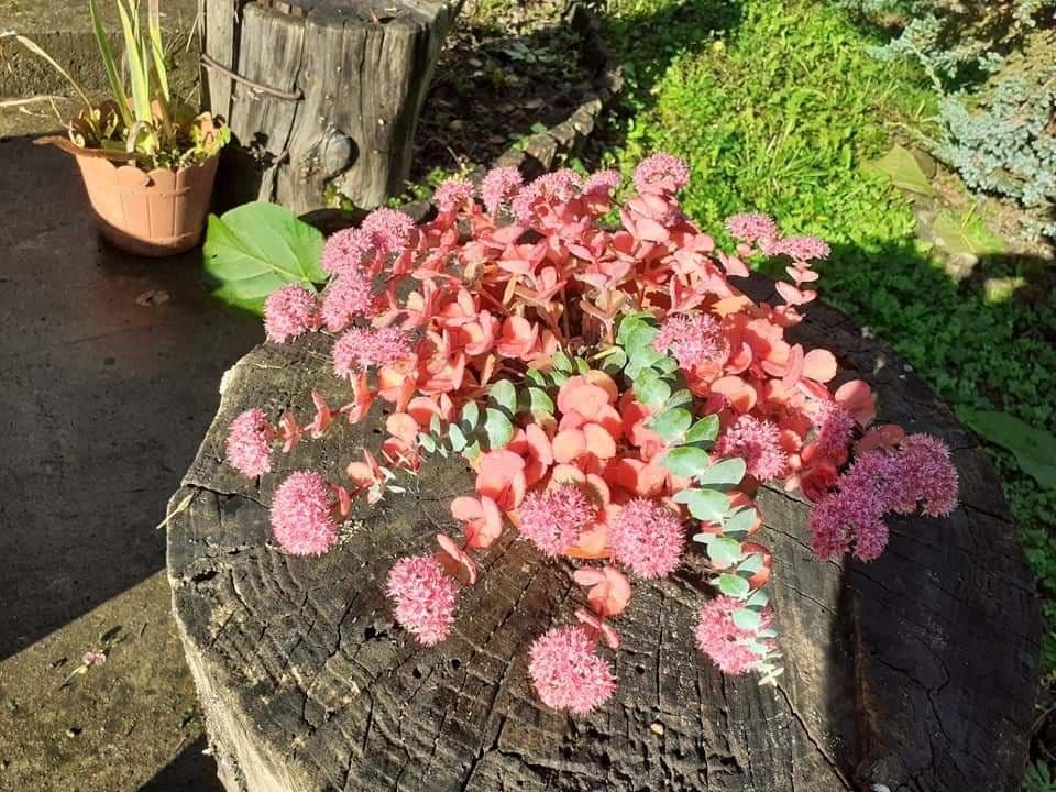Sedum di Siebold