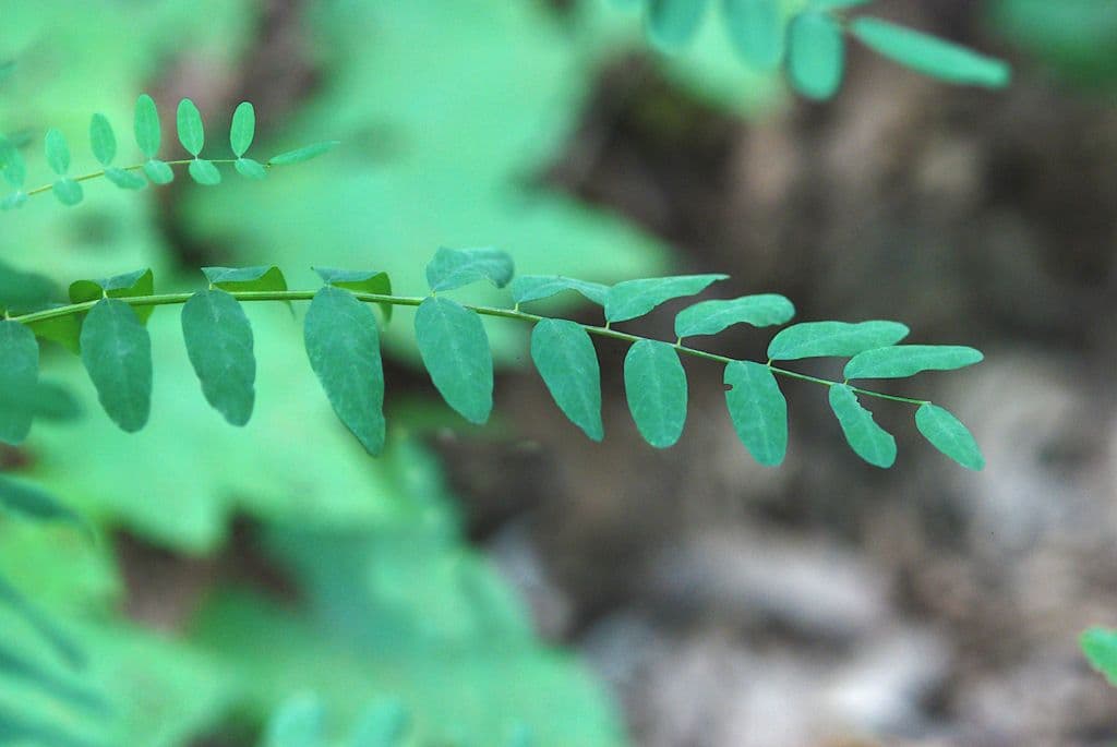 Astragalo canadese 13
