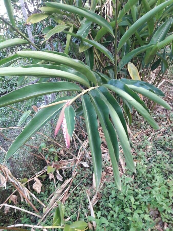 Alpinia zerumbet 13