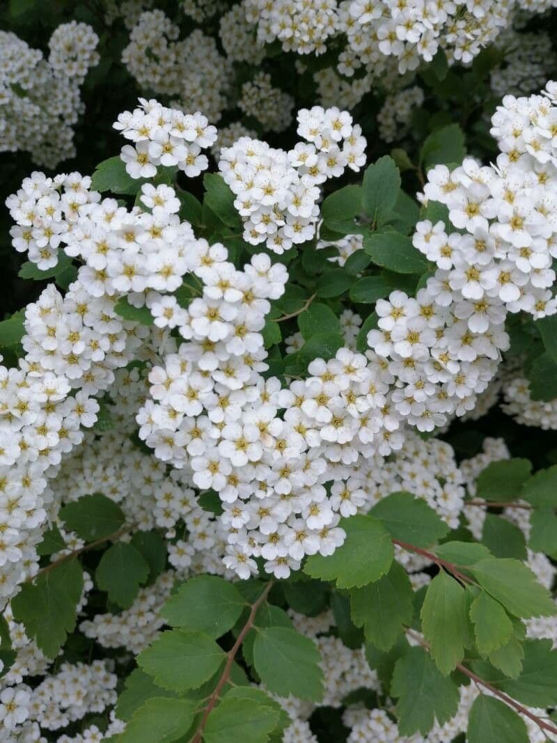 Spirea trilobata 7