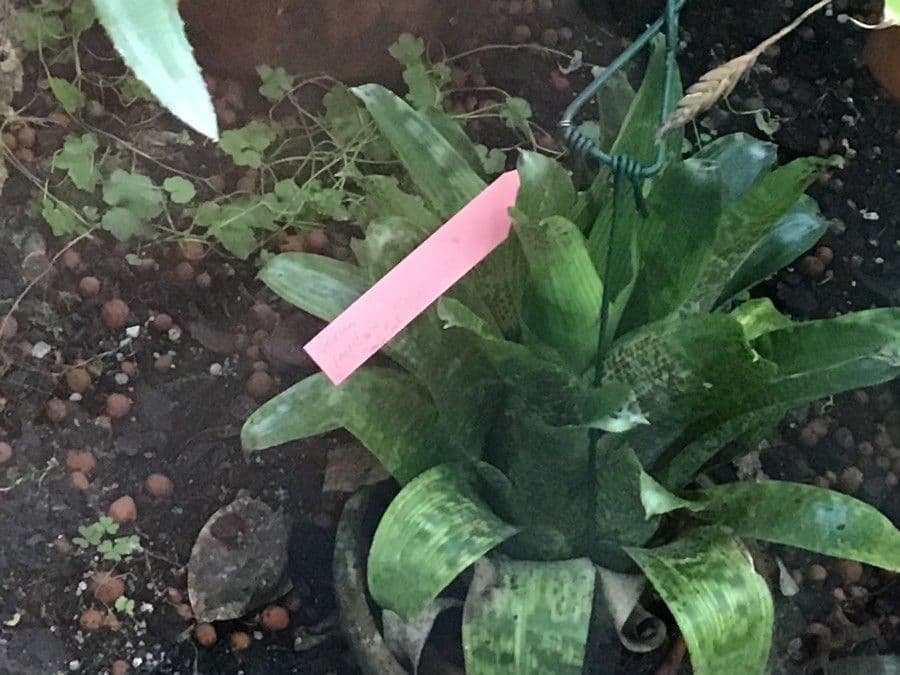 Vriesea okienna 2