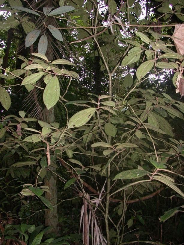 Miconia 19