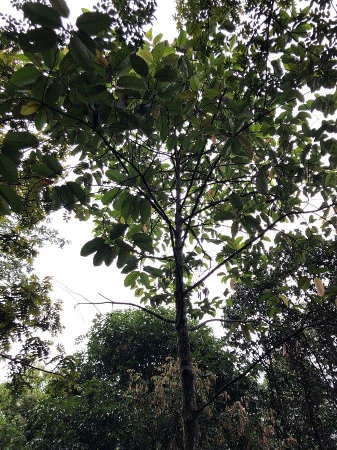 Dipterocarpus 5