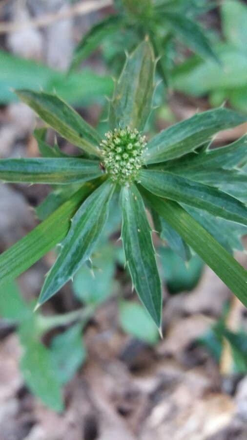 Eryngium foetidum 6