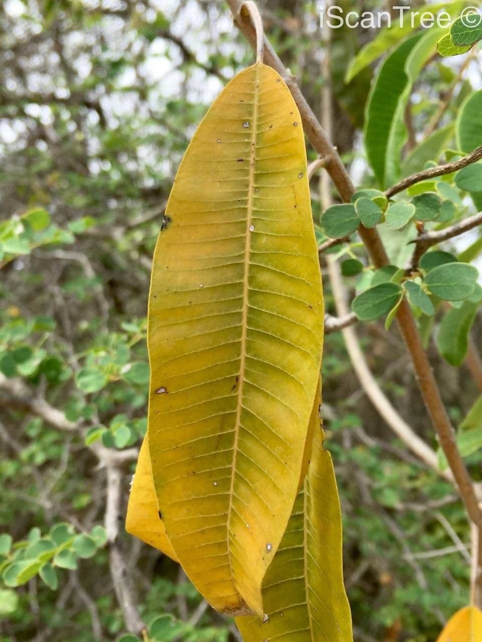 Ozoroa 12