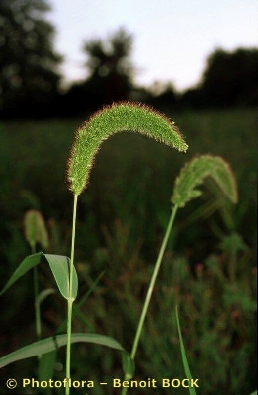 Panico 26