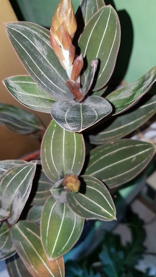 Schmuckorchidee 3