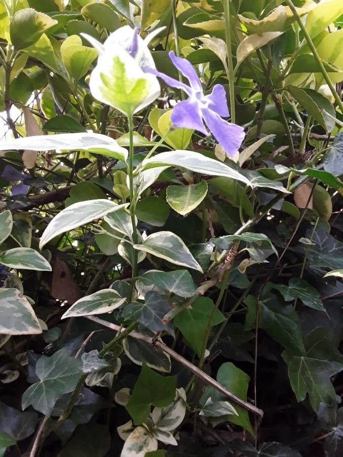 Pervinca maggiore 12