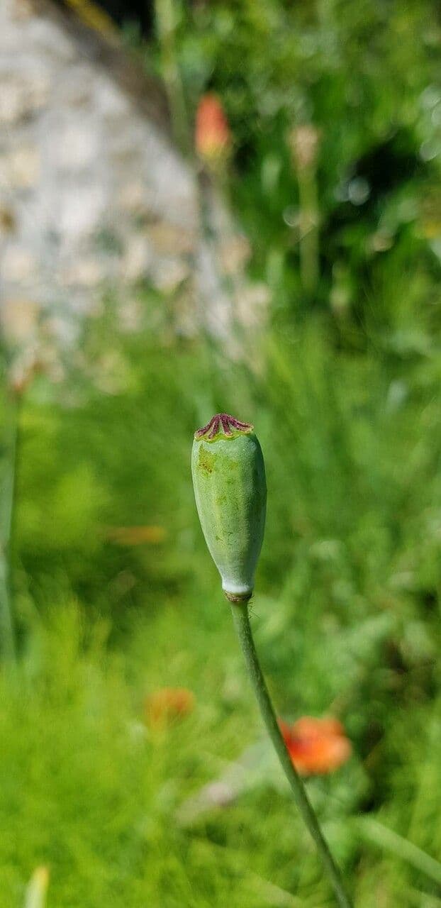 Saat-Mohn