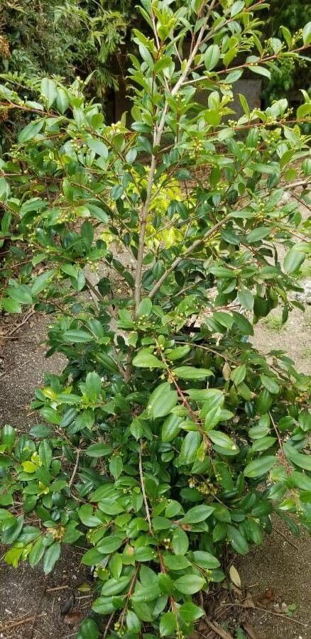 Syzygium 9
